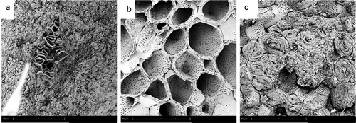 FIGURE 4 SEM micrographs of the almond cross-section at different maturity stages.