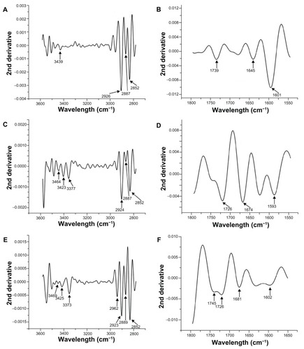 Figure 7 Second-derivative Fourier transform infrared spectroscopy spectra of NaAlg (A and B), Cu-AA1.0-Alg (C and D), and Cu-AA2.5-Alg (E and F).