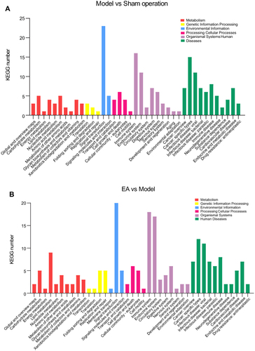 Figure 8 KEGG secondary classification histogram. (A) KEGG classified statistical histogram of model vs sham operation. (B) KEGG classified statistical histogram of EA vs model. Classification description terms is plotted as the abscissa and KEGG number is plotted as the ordinate.