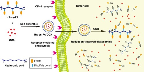 Figure 1 Illustration of HA-ss-FA/DOX micelles self-assembled from HA-ss-FA conjugate for CD44-targeted delivery of DOX into tumor cells.Abbreviations: FA, folic acid; GSH, glutathione; HA, hyaluronic acid; DOX, doxorubicin.