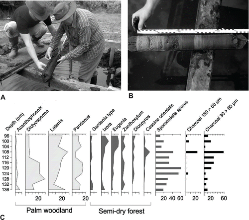 FIGURE 9. A, opening of a Russian core tip by E.J.B. and H.H. after sampling in TR4; B, opened Russian core shows laminated organogenic (gyttja) and lake marl sediments underlying the bonebed; C, simplified integrated pollen diagram of Mare aux Songes (after De Boer et al., Citation2015). Photographs by K.F.R.