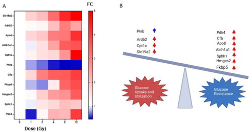 Figure 4. Radiation injury dysregulated glucose metabolism. IPA and previous literature were utilized to decide which genes are relevant to glucose tolerance or utilization. These genes are displayed in the heatmap in (A). The impact of each gene’s expression is identified in (B) as to whether they encourage glucose sensitivity or insensitivity. Blue indicates downregulation while red indicates upregulation. Image made with Biorender.