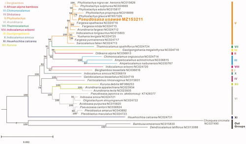 Figure 1. Phylogeny of Pseudosasa usawae and 37 species of Bambusoideae were constructed using the maximum likelihood (ML) method by analyzing the chloroplast complete genome. Numbers above each branch are the ML bootstrap support.