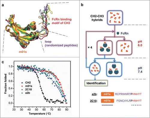 Figure 2. Schematic representation of the engineering strategy to generate pH-dependent FcRn binders. (a) The overlapping view of 6 modeling structures of CH2-CH3 hybrids that possess randomly selected peptide linkers between m01s and FcRn binding motif of CH3. The molecule with a 4-mer linker was colored red, with a 6-mer linker was colored orange while all others have 8-mer linkers. Two histidines in the CH3 motif were drawn as bonds, showing different position and orientation of this motif with relative to m01s. (b) schematic representation of the panning method for the enrichment of only pH-dependent FcRn binders, as described in Experimental Procedures. (c) Plots of the change in fraction folded (calculated from CD molar ellipticity at 216 nm) for the isolated CH2 domain, 2C10, a2b and m01s.