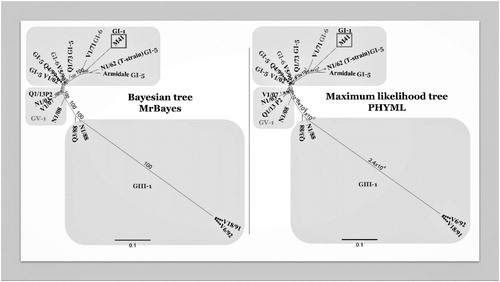 Figure 2. Comparison of two phylogenetic trees constructed with the same multiple alignment of the complete genome sequences of Australian strains of IBV. The multiple alignment was performed using MAFFT, and the phylogenetic trees using PHYML (maximum likelihood) and MrBayes (Bayesian) in Geneious v10.2.6. Two phylogenetic trees were included using two different algorithms to increase reliability of the results. Originally, the complete genome nucleotide sequences of 19 Australian strains were included in this tree. However, some strains were removed to increase clarity, as they were highly similar or identical to other strains. The strains not included were H104 (100% similarity to Q1/73), Q1/99, VicS-del and VicS-v (99.9%, 99.7% and 99.9% of similarity with V5/90). The grey squares depict the different genotypes GI, GIII and GV.