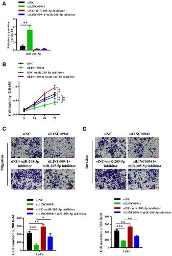 Figure 6 Knockdown of miR-205-5p reverses the effects of LINC00941 knockdown on colon cancer progression. (A) MiR-205-5p expression level of LoVo cells in four groups was detected by RT-qPCR. (B) Cell viability of transfected LoVo cells in four groups was detected by CCK8 assay. (C and D) The invasion and migration of transfected LoVo cells in four groups was detected by Transwell assay.Scale bars,200μm. *P < 0.05, **P < 0.01, ***P<0.001.