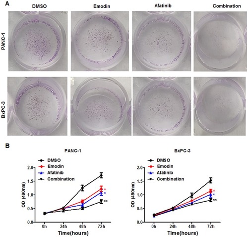 Figure 5 Emodin combined with EGFR inhibitor inhibits proliferation of pancreatic cancer cells in vitro. (A) The colon and (B) MTT assays were used to detect the proliferation in PANC-1 and BxPC-3 cells.