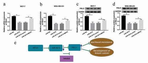 Figure 7. MEG3 regulated PBLD by miR-4513. (a-d) MiR-NC, miR-4513, miR-4513+ vector, or miR-4513+ MEG3 was introduced into MCF-7 and MDA-MB-231 cells, respectively. QRT-PCR and western blot analyses for the alteration of mRNA and protein levels of PBLD in breast cancer cells. (e) The summary diagram was shown. *P < 0.05