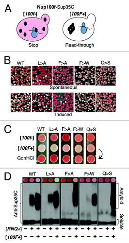 Figure 4. Nup100f is a prion-forming domain. (A) Schematic of the phenotypic reporter used to detect Nup100PrD-Sup35C prions. When WT Sup35 forms prion aggregates, it is sequestered away from its role in translation termination, causing a stop codon read-through phenotype that converts cells from red [psi-] to white [PSI+] (not shown). The Sup35PrD can be substituted for the Nup100PrD, resulting in a fully functional chimeric protein that recapitulates both the red ([100f-]) and white ([100F+]) states (shown). (B) Frequency of spontaneous and induced appearance of [100F+] in cells. WT or variant [100f-] [RNQ+] cells containing a galactose-inducible version of the respective Nup100f-EYFP were grown overnight in either glucose- or galactose-containing media, followed by plating to YPD to assess the appearance of white or pink [100F+] colonies. Red colonies derive from cells that remain [100f-]. (C) Hsp104-dependence of [100F+] variants. WT and variant [100f-] strains were spotted onto YPD (top row). The corresponding [100F+] strains before and after GdnHCl treatment were spotted below. (D) Detection of SDS-resistant aggregates of Nup100f-Sup35C in lysates of prion-containing cells. Variant [100f-] and [100F+] cells in both [rnq-] and [RNQ+] strains were analyzed by SDD-AGE. The 100f-Sup35C fusion proteins were detected with anti-Sup35C antibodies. The color phenotype of the corresponding strains grown on YPD is shown above the SDD-AGE blots.