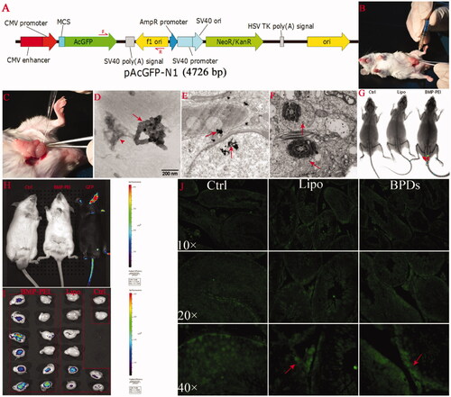 Figure 1. BPD preparation, intra-testicular injection, and foreign gene expression after TMGT in the testes. (A) The structure of pAcGFP-N1 plasmid as well as the loci of primers (red arrows) designed for PCR procedure. (B, C) Surgical procedures for intra-testicular injection, in which a 27-gauge needle is used to pierce the tunica albuginea of the testis at one of the ends of the long axis to assist penetration of mouth pipette into the tissue (B). Mouth pipette was withdrawn from the testis bit by bit while solution was injected into the testes (C). (D) The clusters of BMPs (red arrow) that have conjugated with PEI-DNAs (red arrow head) observed under TEM. The size distribution of BMPs ranged from 45 to 55 nm. Amplification: × 60 000. (E, F) BPDs were presented within the cells of seminiferous tubule (red arrows). BPDs were observed both within the cytoplasm as well as nuclear of spermatogenic cells (E, bar = 200 nm) and within the tails of sperms (F, bar = 500 nm). (G, H, I) In vivo and ex vivo GFP fluorescence detection. (G) The fluorescence of GFP protein was presented in the testes of BMP-PEI group mouse under KODAK Image Station In-Vivo FX system. (H) No fluorescence was observed in the testes of mice coming from both groups, as compared with the GFP transgene positive mice obtained through conventional pronuclear injection method (black mouse on the right), but can be detected under IVIS QUANTUM FX system when mouse testes were recovered. (J) The expression of GFP protein was shown in testes injected with BPDs and Lipo-DNAs (red arrow) under fluorescence microscope.