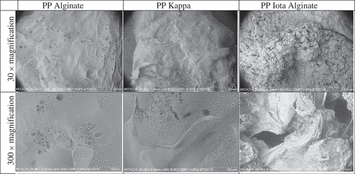 Figure 2. Microstructure of pitaya pearls (PP) after 4-days storage at −24°C observed under a scanning electron microscope at 30 and 300 × magnifications