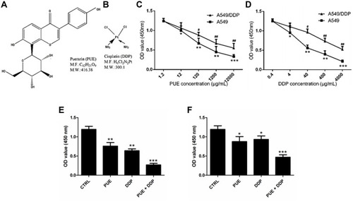 Figure 1 Evaluation of the effect of PUE and DDP on cell growth of A549 cells and A549/DDP cells, respectively. (A) Characterization of the chemical structure of PUE. (B) Characterization of the chemical structure of DDP. (C) Cell viability of A549/DDP cells and A549 cells post treatment of PUE. (D) Cell viability of A549/DDP cells and A549 cells post treatment of DDP. (E) Effect of combination therapy of PUE and DDP on the viability of A549 cells compared with the monotherapy. (F) Effect of combination therapy of PUE and DDP on the viability of A549/DDP cells compared with the monotherapy. *p < 0.05, **p < 0.01, ***p < 0.001, #p < 0.05, ##p < 0.01, compared with controls.