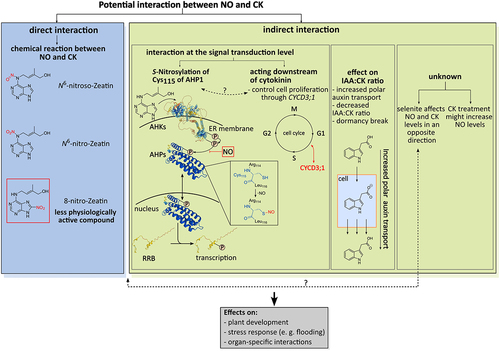 Figure 3. Known interactions between NO and CKs. Direct interaction: a potential NO and CK interaction occurs through a chemical reaction between both molecules, or between CKs and peroxynitrite as an intermediate product of further NO reactions. The resulting products exhibit different physiological activities. While 8-nitro-zeatin is physiologically less effective, N6-nitro and N6-nitroso-zeatin are approximately as effective as zeatin itself.Citation40 Indirect interaction: the indirect interaction can be classified in interaction at the signal transduction level, affecting the IAA:CK ratio (IAA: indoleacetic acid), and in an interaction with an unknown intermediate player between CKs and NO. An interaction affecting the signal transduction was observed in the CK signal transduction (S-nitrosylation of AHP1).Citation81 The signal transduction starts with binding of CKs to their receptor (AHK proteins; structure: AHK1 from Arabidopsis thaliana) which triggers an autophosphorylation within the AHK. The phosphate group (P) is subsequently transferred to the histidine containing phosphate transfer protein (AHP; structure: AHP1 from Arabidopsis thaliana). AHPs can shuttle between the cytosol and the nucleus and transfer the phosphate group to a conserved aspartate residue (D) of the response regulators (here response regulator type-B RRB, structure: RRB1 from Vitis vinifera). Phosphorylated RRB are active transcription factors. It was shown that an S-nitrosylation at Cys115 of AHP1 results in the inhibition of the CK signal transduction.Citation81 The CK signal transduction scheme was modified after Kieber and Schaller (2014).Citation43 The position of the phosphate group at the proteins does not show the actual position in the proteins and was set for a schematic overview. Three dimensional protein structures were obtained from AlphaFold.Citation10,Citation11 Another NO-CK interaction was reported by Shen et al. (2013), in which NO may function as a modulator in the CK-induced activation of CYCD3;1 (cyclin D-type protein) during cell proliferation at G1-S cell cycle phase transition.Citation88 This interaction may be similar to S-nitrosylation of AHP1 since here CK downstream signaling is suppressed. Yan, Shi and Gong (2021) demonstrated that NO affects the IAA:CK ratio through an increased polar auxin transport.Citation90 This alteration of the IAA:CK ratio results in dormancy break in axillary buds.Citation90 Schematic auxin transport modified after Armengot, Marques-Bueno and Jillais (2016).Citation100 It was shown by Lehotai et al. (2016) that selenite oppositely affects the NO and CK metabolism.Citation87 The authors suggest that both could act as suppresser of each other’s signaling/level, which may be a similar interaction found by Liu et al. (2013) and Feng et al. (2013).Citation87 While Shen et al. (2013) and Tun et al. (2001) found that CKs increase the NO level, Lehotai et al. (2016) mentioned a decreased NO level after treatment with CKs.Citation87–89 These finding suggest that there may be an interaction between NO and CKs mediated by an unknown player, which has not been determined yet. Probably, the reduced NO level reported by Lehotai et al. (2016) could be the same interaction between NO and CKs, which Liu et al. (2013) demonstrated. Dashed lines within this graphic represent possible connections between the found interactions of NO and CKs. Further abbreviations: cell cycle M: mitosis phase, G1: gap 1 phase, S: synthesis phase, G2: gap 2 phase.