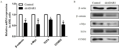 Figure 3 Silence of ADAR1 inhibits the expressions of Wnt effectors. (A) The effect of ADAR1 knockdown on the expressions of Wnt effectors measured by qPCR. (B) The effect of ADAR1 knockdown on the expressions of Wnt effectors measured by Western Blot. All the above experiments were repeated at least three times. The data represents mean ± SD of three independent experiments. *P<0.05.