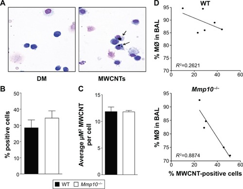 Figure 5 MWCNT sensitivity in Mmp10−/− mice is mediated by contact but not enhanced endocytosis.Notes: (A) ×40 image of BAL cytospins demonstrating colocalization of MWCNTs to macrophages (arrows). (B) Percentages of MWCNT-positive cells were obtained from averages of 4 counts of 100 cells/slide. (C) The average area occupied by MWCNT-positive vacuoles per cell was quantified from 30 measurements per mouse using Digital Image Hub software version 4.0.4. (D) Linear regression demonstrating the relationship between percentage macrophages and MWCNT-positive cells in WT and Mmp10−/− mice. Data were analyzed by multiple t-test (P<0.05).Abbreviations: MWCNT, multiwalled carbon nanotube; BAL, bronchoalveolar lavage; WT, wild-type; MØ, macrophage.