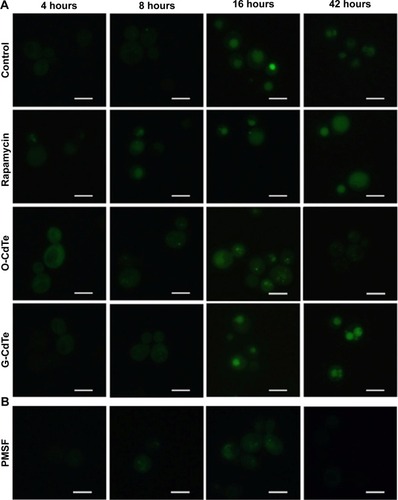 Figure 3 Effect of CdTe QDs of different sizes on autophagy in yeast at different time points.Notes: Cells transformed with a plasmid encoding GFP-Atg8 were treated with (A) 50 nmol/L CdTe QDs or 100 ng/mL rapamycin or (B) phenylmethanesulfonyl fluoride (PMSF), which was added at 0 hour and 16 hours to reach a final concentration of 2 mmol/L, and photographed at 4 hours, 8 hours, 16 hours, and 42 hours using fluorescence microscopy. Scale bars: 5 µm.Abbreviations: CdTe QDs, cadmium telluride quantum dots; G-CdTe, green-emitting CdTe; O-CdTe, orange-emitting CdTe.