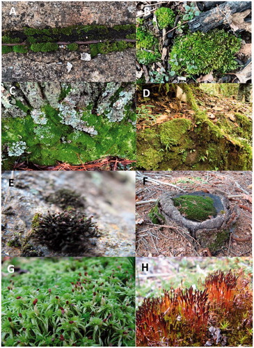 Figure 3. Habitats of mosses. (A) Growing between concrete slabs in a sidewalk. (B) Growing on debris in a forest. (C) Growing on the side of tree in a temperate forest. (D) Growing on exposed soil and across a trailing vine in a tropical forest. (E) Growing on vertical rock face. (F) Growing on an old tree stump. (G) Growing in a wet bog. (H) Initially growing on animal dung in a bog in southern Chile.