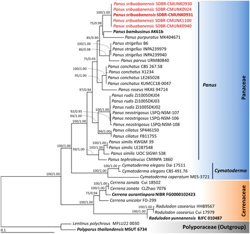Figure 1. Phylogenetic tree derived from maximum likelihood analysis of combined ITS and nrLSU genes of 40 specimens. Lentinus polychrous and Polyporus thailandensis were set as the outgroup. Numbers above branches are the bootstrap percentages (left) and Bayesian posterior probabilities (right). Bootstrap values > 75% and Bayesian posterior probabilities > 0.90 are shown. The scale bar displays the expected number of nucleotide substitutions per site. Type species are shown in bold. Sequences derived in this study are shown in red.