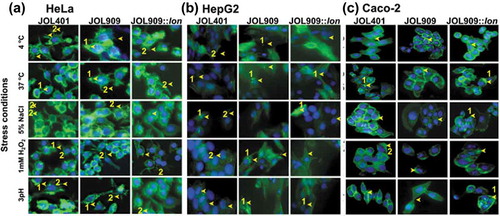 Figure 2. Actin polymerization is a distinctive attribute of individual host cells.