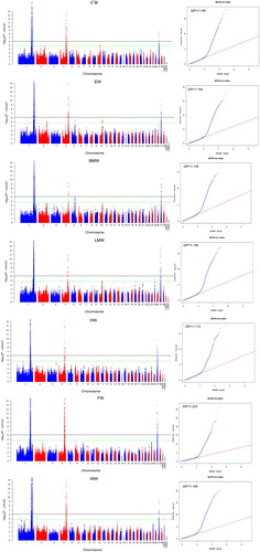 Figure 1. Manhattan plot (left) and quantile–quantile (QQ) plot (right) of the observed p values for carcase traits. In the Manhattan plots, –log10 (observed p values) of the SNPs were plotted against their genomic positions, the black lines depict the genome-wide significant (8.43 × 10−7) threshold. For the QQ plot, the x-axis indicates the expected –log10-transformed p values, and the y-axis shows the observed –log10-transformed p values. The genomic inflation factors (λ) are shown on the top left in the QQ plots.