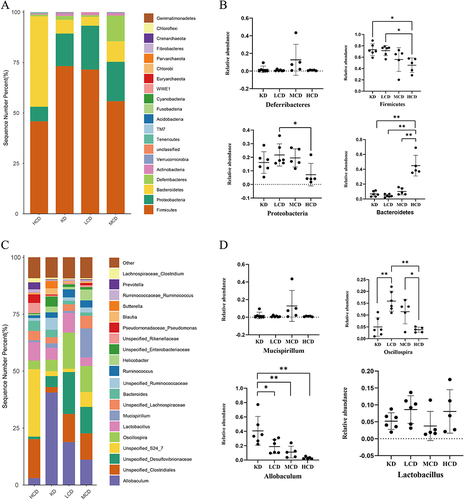 Figure 7 Distribution of gut microbiota in ApoE−/− diabetic mice after dietary intervention with different carbohydrate content. KD group: ketogenic diet group (n=6); LCD group: low-carbohydrate diet group (n=6); MCD group: medium carbohydrate diet group (n=5); HCD group: high-carbohydrate diet group (n=5) (A) Stacked bar plot of the percentage of intestinal microbiota groups in ApoE−/− mice treated with four different levels of carbohydrate diets at the phylum level (B) Comparison of the top four intestinal microflora among four groups of diabetic ApoE−/− mice with different amounts of carbohydrate diet intervention at the phylum level; (C) Stacked bar plot of the percentage of intestinal microbiota groups in ApoE−/− mice treated with four different levels of carbohydrate diets at the genus level (D) Comparison of the top four intestinal microflora among four groups of diabetic ApoE−/− mice with different amounts of carbohydrate diet intervention at the genus level. * represents P<0.05, **represents P<0.01.