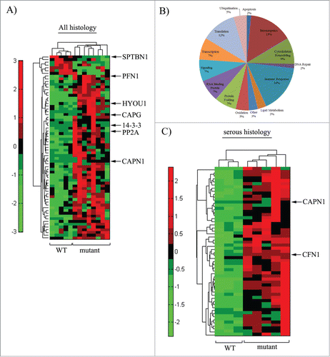 Figure 1. Quantitative global proteomic analyses of BRCA1-WT and BRCA1-null ovarian tumors. (A) Hierarchical clusters show differentially abundant proteins between the cohorts of BRCA1-mutant and –WT tumors. (B) Pie chart representing the differentially expressed proteins based on functional groups. (C) Hierarchical clusters for differentially abundant proteins between cohorts of tumors with papillary serous histology only. See Tables S2 and S3 for the list of proteins differentially expressed in BRCA1-mutant vs –WT tumors for these 2 sets of analyses. Hits that either directly or indirectly regulate actin cytoskeleton/cell adhesion and impact cell migration are indicated by arrows in cluster diagrams.