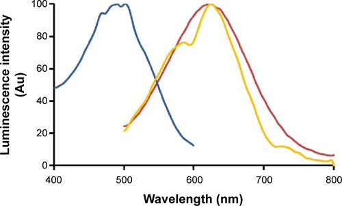 Figure S1 Fluorescence excitation (blue line) and emission (red line) spectra of NP-DCM nanoparticles in saline buffer, and solid-state emission spectrum of the dry powder (orange line).Notes: For emission spectra, λex =488 nm. For excitation spectra, λem =620 nm.Abbreviations: DCM, 4-(dicyanomethylene)-2-methyl-6-(4-dimethylaminostyryl)-4H-pyran; NP, nanoparticle.