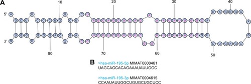 Figure 1 The structure and sequence of miR-195.