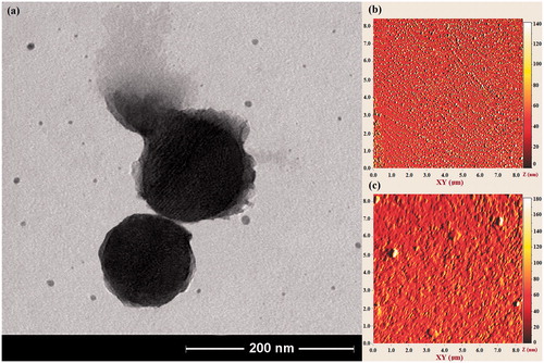Figure 7. (a) TEM image of PMSNs after heating at 60 °C. The PAA shell is partially removed because of melting at this temperature range. (b, c) AFM image of PMSNs before, and after heating at 60 °C, respectively.