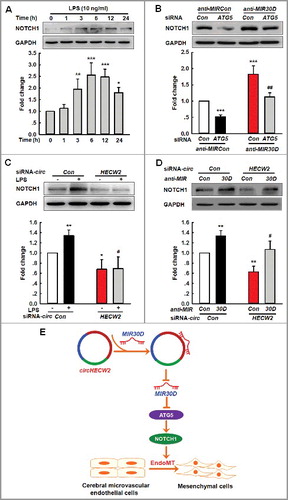 Figure 8. Involvement of the NOTCH1 pathway in the circHECW2-MIR30D-ATG5-mediated EndoMT. (A) LPS induced an increased cleavage of NOTCH1/NICD from NOTCH1. Cells were treated with LPS (10 ng/ml) for different time points. All data are presented as the mean ± SD of 3 independent experiments. *P<0.05, **P<0.01, ***P<0.001 vs. the vehicle control via one-way ANOVA. (B) Transduction of HBMECs with ATG5 siRNA significantly inhibited the increases in the NOTCH1 level induced by anti-MIR30D lentivirus. HBMECs were cotransduced with anti-MIR30D and ATG5 siRNA for 24 h. All data are presented as the mean ± SD of 3 independent experiments. ***P<0.001 vs. the anti-MIRCon cotransduced with the control siRNA group. ##P<0.01 vs. the anti-MIR30D cotransduced with the ATG5 siRNA via one-way ANOVA followed by the Holm-Sidak test. (C) Transduction of HBMECs with circHECW2 siRNA lentivirus significantly inhibited the level of NOTCH1 induced by LPS. HBMECs were transduced with the circHECW2 siRNA or circCon siRNA for 24 h and were subsequently incubated with LPS (10 ng/ml). All data are presented as the mean ± SD of 3 independent experiments. *P<0.05, **P<0.01 vs. the circCon siRNA group via one-way ANOVA. #P<0.05 vs. the LPS-treated circCon siRNA group via one-way ANOVA followed by the Holm-Sidak test. (D) Transduction of HBMECs with the anti-MIR30D lentivirus significantly inhibited the decreases in the NOTCH1 level induced by circHECW2 siRNA. HBMECs were cotransduced with anti-MIR30D and circHECW2 siRNA. All data are presented as the mean ± SD of 3 independent experiments. **P<0.01 vs. the circCon siRNA with anti-MIRCon-cotransduced group. #P<0.05 vs. the circHECW2 siRNA with anti-MIRCon-cotransduced group via one-way ANOVA followed by the Holm-Sidak test. (E) circHECW2, identified as ceRNA, functioned as an endogenous MIR30D sponge to sequester MIR30D and inhibited its activity, which resulted in increased ATG5 expression and consequent EndoMT via the NOTCH1 signaling pathway.