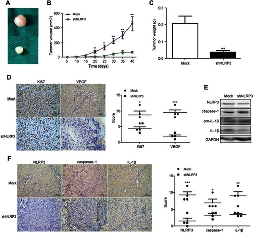 Figure 3 NLRP3 silencing suppressed the growth of xenotransplant tumors in nude mice. BALB/c nude mice were implanted subcutaneously with Ishikawa/mock or Ishikawa/shNLPR3 cells into their left upper ﬂank. At the end of the experiment, the mice were sacrificed and tumors were dissected (A). Tumor growth curve was monitored (B). Dissected tumors were weighted (C). The levels of Ki67, VEGF, NLPR3, caspase-1, pro-IL-1β, and IL-1β expression in the tumor tissues were determined by immunohistochemistry (scale bar: 50 µm) and Western blot (D–F). Data are representative images or expressed as mean ± SEM of each group. *P<0.05, **P<0.01, ***P<0.001.