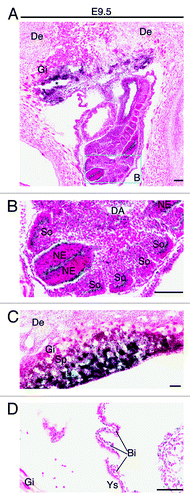 Figure 4. Analysis of Brpf1 expression in E9.5 concepti. (A) β-Galactosidase staining was performed with frozen sections from Brpf1l/+ concepti at E9.5. A representative image of mutant concepti is shown, and no staining was detected in sections from the wild-type concepti (data not shown). (B) Magnified image of the regions boxed in (A). (C) Magnified image for the placenta from a section different from that used in (A). (D) Enlarged image for the yolk sac from a section different from that used in (A). Strong staining was detected in the neuroepithelium and somites of the embryo proper (B), labyrinth of the placenta (C) and blood islands of the yolk sac (D). Abbreviations: Bi, blood island; DA, dorsal aorta; De, decidua; Gi, giant trophoblast; La, labyrinth; NE, neuroepithelium; So, somites; Sp, spongiotrophoblast; Ys, yolk sac. Scale bars, 100 μm.