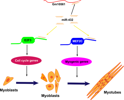 Figure 8. Model of Gm10561 sponging of miR-432 to accelerate myogenesis. In this model, miR-432 directly targets the 3’ UTR of E2F3 and MEF2C mRNAs to inhibit their expression. E2F3 is known to promote the proliferation of myoblasts, MEF2C is known to promote the differentiation of myoblasts. In proliferating myoblasts, Gm10561 sponges miR-432 to weaken the inhibition of miR-432 on E2F3, and promote E2F3 expression, resulting in enhanced myoblast proliferation. Upon differentiation, Gm10561 sponges miR-432 to attenuate the suppression of miR-432 on MEF2C, increase the expression of MEF2C, and thus promote myoblast differentiation.