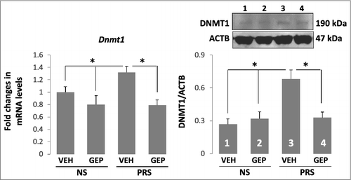Figure 5. The increased expression of DNMT1 mRNA and protein in the hippocampus of PRS mice is reduced by treatment with genipin. Forty-day-old NS (offspring of non-stressed dams) and PRS (offspring of prenatally stressed dams) male mice were treated i.p. once a day for 7 days, with vehicle (VEH), 25 mg/kg of genipin (GEP). The Dnmt1 transcript was measured by qPCR and data were normalized by β-actin. PCR values were calculated by the Delta-Delta Ct (ddCt) method. Means of mRNA levels are expressed relative to control group (A). (B) DNMT1 protein was accessed by Western blot and the immunoblot of DNMT1 protein was normalized by β-actin protein levels. The data are expressed as mean +/- SEM. * P < 0.05 when vehicle (VEH)-treated PRS samples are compared to genipin (GEP)-treated PRS samples or to vehicle (VEH)- and genipin (GEP)-treated NS mice. n = 10 per group for qPCR and n = 5 per group for Western blot assay.