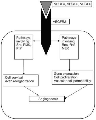 Figure 2 Interaction of ligands with vascular endothelial growth factor receptor.