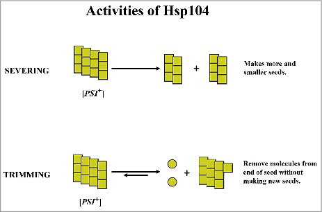 Figure 2. Model of the severing and trimming activities of Hsp104.