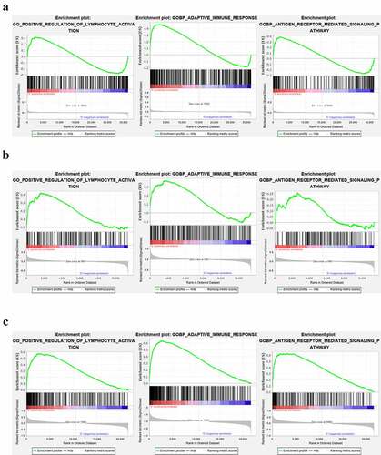 Figure 11. The GSEA analysis of lymphocyte activation, adaptive immune response and antigen receptor pathway in GSE66795, GSE51092 and GSE40611. (a) The adaptive immune response pathway was found to be significantly enriched in the peripheral blood of pSS patients in the GSE66795 dataset. (b) The adaptive immune response and the positive regulation of lymphocyte activation pathways were significantly enriched in the peripheral blood of pSS patients in GSE51092. (c) All of these three pathways were significantly enriched in the parotid tissue of pSS patients in GSE40611