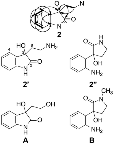Fig. 3. HMBC (indicated by arrows from 1H to 13C) and COSY (indicated by bold lines) for 2, and two possible structures 2′ and 2”. The chemical structure of 2 was determined by the comparison of chemical shifts of 13C-NMR signals with those of compounds A and B (Chen et al. (2010) Tetrahedron 66: 1441.19).