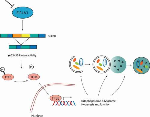 Figure 1. Schematic representation of the EIF4A3-GSK3B-TFEB signaling axis regulating the autophagy response. Upon loss of EIF4A3, an exon skipping event in the transcript encoding GSK3B leads to its reduced kinase activity, contributing to TFEB dephosphorylation and nuclear translocation. In the nucleus, TFEB binds to the promoters of several autophagy and lysosomal target genes, leading to an enhanced autophagic flux