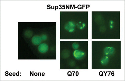 Figure 3 Polymers of Q70 and QY76 cause aggregation of Sup35NM-GFP in cells lacking [PIN+]. Multicopy plasmids encoding Q70 or QY76 were introduced into 74-D694 [psi−][PIN+] cells and then RNQ1 was deleted to remove [PIN+]. After this, the plasmid encoding Sup35NM-GFP was introduced. About 25% of transformed cells contained fluorescent dots. The same strain, but without the pQ70-Sup35MCand pQY76-Sup35MCplasmids was used as a control.
