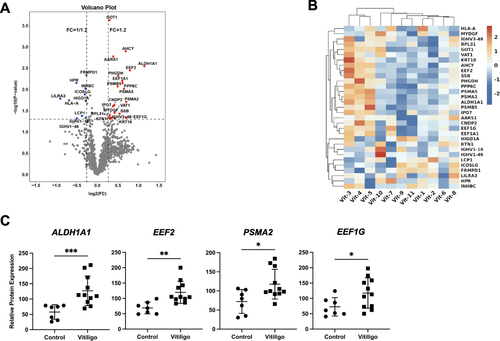 Figure 2 DEPs detected in the serum of vitiligo patients and healthy control. (A) DEPs were identified using “fold change > 1.2 and P value < 0.05” as a cutoff. Upregulated proteins were shown in red, while downregulated proteins were in blue. (B) Hierarchical Clustering analysis of DEPs in vitiligo patients based on Log2 fold change to healthy control. (C) Protein expression levels of ALDH1A1, EEF2, PSMA2, and EEF1G detected by serum proteomic profiling in vitiligo patients and healthy control. *P<0.05, **P<0.01, ***P<0.001.