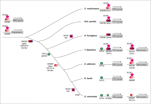 Figure 2. Model of sterol regulon evolution in Saccharomycotina illustrated by Maguire et al. in Plos Genetics (50). The ERG genes and filamentation genes are both regulated by SREBP and SCAP in the fungal progenitor. Upc2p gains binding sites in the promoters of ERG genes and the DUF2014 domain of SREBP, which may be important for interaction with Scap and retention of SREBP in the membrane, is lost but the protein still plays a role in regulation of filamentation in C. albicans.