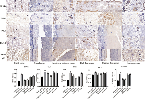 Figure 9 Comparison of TRAF6, TAK1, TAB1, IKKβ, and NF-κB p65 protein expressions in the skin tissues of rats in each group (x±s).