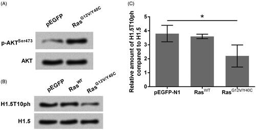 Figure 1. H1.5T10ph is negatively regulated by Ras-AKT activation. The plasmids for expression of wide-type of Ras (RasWT) or RasG12V/Y40C were transfected into A172 cells. The empty pEGFP plasmid was transfected as a blank control. Protein expression levels of (A) p-AKT, AKT and (B) H1.5T10ph, H1.5 were measured by Western blot. (C) Semiquantitative analysis of H1.5T10ph expression. *p < .05.