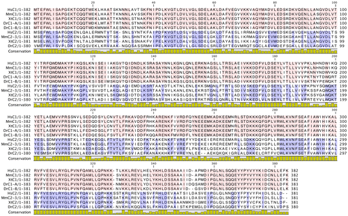 Fig. 7. Sequence alignment of the C1 and C2 subunit isoforms of human V-ATPase with other C1 and C2 subunit isoforms from different species.