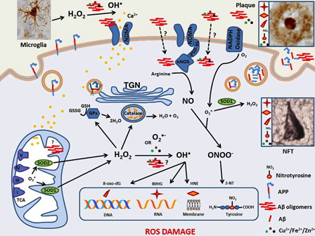 Figure 1. Oxidative stress and Alzheimer's disease: amyloid cascade hypothesis. Accumulation of extracellular soluble beta amyloid (Aβ) oligomers leads to ionic dysregulation, oxidative stress, neurofibrillary tangle formation and finally the death of neurons. Aβ is largely produced in the trans golgi network (TGN) of neurons following internalisation of the amyloid precursor protein (APP) via the endosomal-lysosomal system. Aβ monomers are then transported out of the neuron via the secretory pathway where they may combine with metal ions, such as Cu2+, that precipitate their self-aggregation to oligomers and finally plaques. It is Aβ oligomers that are postulated to disrupt NMDA receptor activity causing an excessive Ca2+ ion influx into adjacent neurons. High cytoplasmic Ca2+ levels disrupt mitochondria leading to decreased efficiency of the electron transport chain and increased superoxide (O2−•) production; O2−• is also generated by the membrane bound NADPH oxidases. O2−• is converted to H2O2 by superoxide dismutases (SOD1 and 2). Reactive microglia are another source of H2O2 and this two-electron oxidant readily diffuses and can be converted to the potent hydroxyl radical (HO•). H2O2 is problematic for neurons if enzymes such as catalase in peroxisomes or cytoplasmic glutathione peroxidase do not adequately degrade it. O2−• can also combine with nitric oxide (NO) to produce peroxynitrite (ONOO−). These reactive oxygen and nitrogen species damage DNA, lipid and proteins resulting in products such as 8-dihydro-2′-guanosine (8OHG), 4-hydroxynonenal (HNE) and 3-nitrotyrosine (3-NT) respectively. All three oxidation products are found in both the extracellular plaques and intraneuronal neurofibrillary tangles that characterize the AD brain. Aβ oligomers may also act as pro-oxidants themselves, upregulate the neuronal form of nitric oxide synthase, or bind and reduce redox active metals allowing them to catalyse the conversion H2O2 to HO• via the Fenton reaction. Extracellular Aβ oligomers are generally thought to precipitate the AD cascade but there is increasing evidence that intraneuronal Aβ accumulation is also an early event in AD and it may accumulate in mitochondria causing direct damage and/or catalyse cytoplasmic redox reactions.