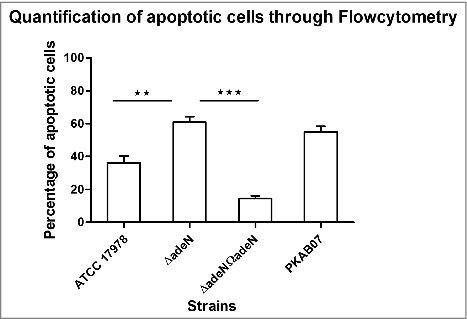 Figure 9. Annexin (V)expression analysis through flow-cytometer. Expression of Annexin V was evaluated using Annexin V-FITC Apoptosis Detection Kit (Sigma Aldrich, USA). A549 cells infected with A. baumannii strains ATCC 17978, ATCC ΔadeN, adeN complement and PKAB07 were analyzed after incubation for 24 h at 37°C, and statistical significance was derived using 2-tailed Student's t test (*x, P < 0.05; ***, P < 0.001). Experiments were performed in triplicates and error bars represent the standard deviations.