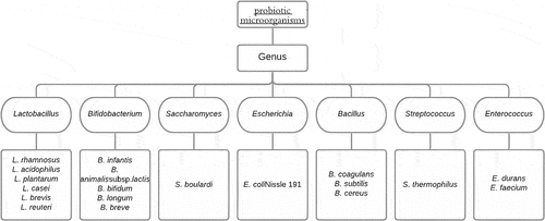 Figure 1. Commonly used probiotic strains