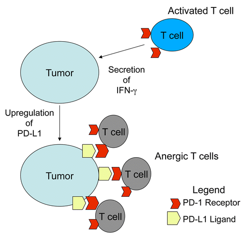 Figure 1. Mechanism by which tumor cells resist adaptive immune responses. Activated CD8+ T cells expressing the PD-1 receptor are recruited to the tumor and become activated to secrete interferon γ (IFNγ). The local production of IFNγ induces the expression of PD-L1 on the surface of tumor cells, resulting in the delivery of a PD-1-transduced, immunosuppressive signal to CD8+ T cells that drives anergy.
