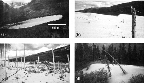 FIGURE 2. Morphology of the complex Tana dune. (a) The overall morphology of the dune advancing into spruce forest. Northwest is to the right. (b) Looking northeast at a ridge of superimposed transverse forms migrating along the larger parabolic feature. (c) The overrun ghost forest is evident in the southern blowout region of the dune field. (d) Close-up of the leading edge of sand migrating into recently buried trees.